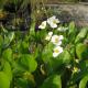Кувшинка - водяная лилия, нимфея, цветок прекрасный, сказочный Как называются цветы которые растут на воде