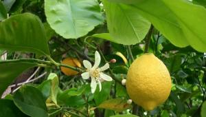 Почему лимон не цветет и не плодоносит и что делать