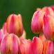 Описание, виды и выращивание тюльпанов
