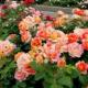 Лучшие сорта кустовых роз для сада и правила их выращивания